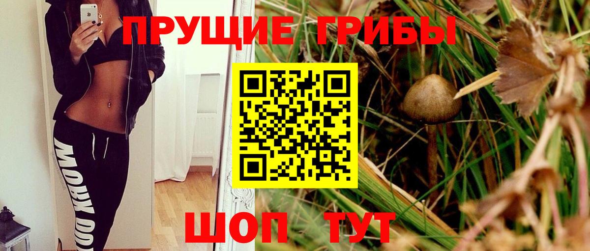 наркотики  Галлюциногенные грибы MAGIC MUSHROOMS  Галлюциногенные грибы Cubensis  Вход с VPN  Бердск 